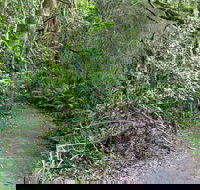 Rainforest Walking Track Roberston Nature Reserve - Accommodation in Brisbane