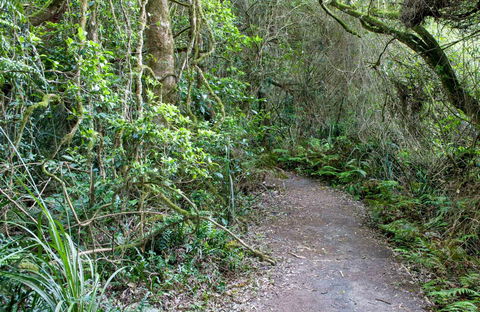 Rainforest Walking Track, Roberston Nature Reserve - Accommodation in Brisbane 0