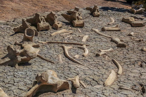 Australian Age Of Dinosaurs - Accommodation in Brisbane 2