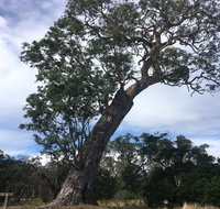 Bilston's Tree - Accommodation in Brisbane
