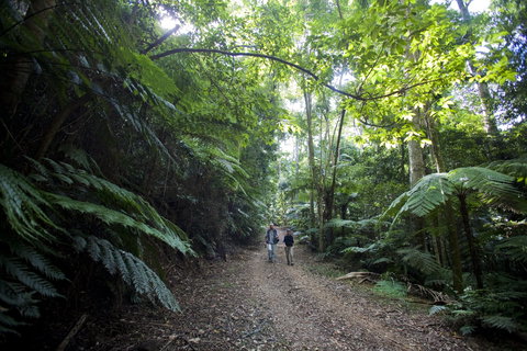 Booloumba Falls Walk, Conondale National Park - Accommodation in Brisbane 2