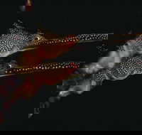 Eagle Rock Marine Sanctuary - Accommodation in Brisbane