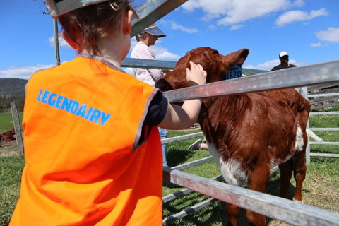 Farm Visit  Dungog - Accommodation in Brisbane 0