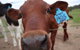 Farm Visit  Dungog - thumb 2