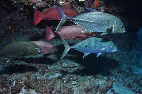 Hiros Cave And The Tubes - Accommodation in Brisbane 0