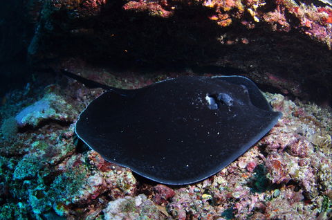 Hiros Cave And The Tubes - Accommodation in Brisbane 1