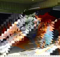 Iris Lodge Alpacas - Accommodation in Brisbane