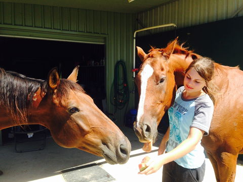 Iris Lodge Alpacas - Accommodation in Brisbane 0