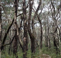 Lookout Hill  Circuit Walk - Accommodation in Brisbane