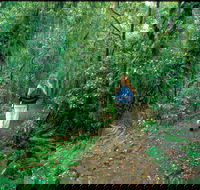 Mount Cougal Springbrook National Park - Accommodation in Brisbane