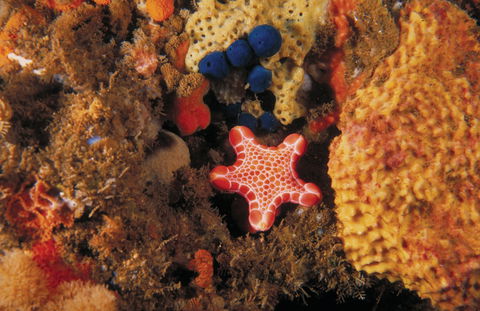 Point Addis Marine National Park - Accommodation in Brisbane 1
