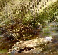 Sandy Creek Track - Accommodation in Brisbane