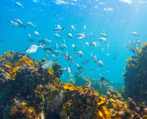 Snorkelling McKenzies Beach - Accommodation in Brisbane 0