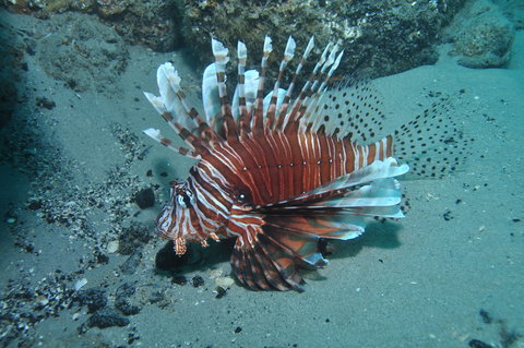 The Pines Dive Site - Accommodation in Brisbane 1