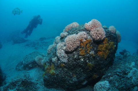 The Pines Dive Site - Accommodation in Brisbane 2