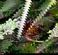 The Beach Bible Garden - Accommodation in Brisbane