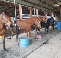 The Equine Club - Accommodation in Brisbane