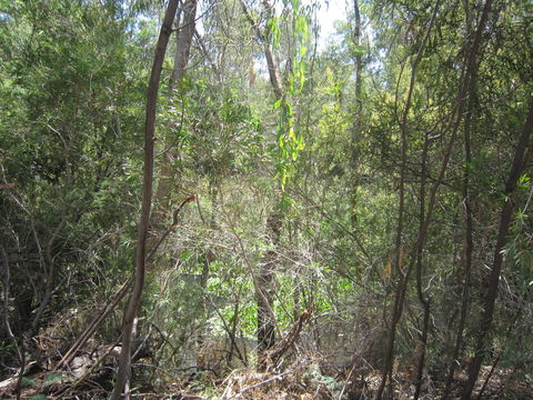 Wangaratta Common Nature Conservation Reserve - Accommodation in Brisbane 0