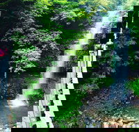 Rainforest  Waterfall Experience - Accommodation in Brisbane