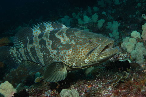 Wolf Rock Dive Site - Accommodation in Brisbane 1