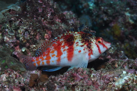 Wolf Rock Dive Site - Accommodation in Brisbane 2