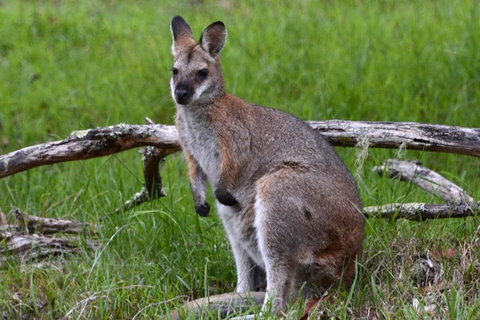 Ultimate Blue Mountains And Wildlife Tour - Accommodation in Brisbane 2