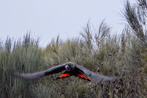 Ultimate Blue Mountains And Wildlife Tour - Accommodation in Brisbane 1