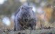 Ultimate Blue Mountains And Wildlife Tour - thumb 3