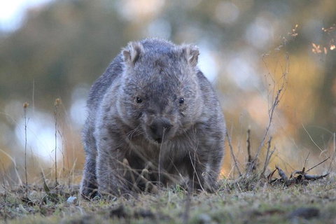 Ultimate Blue Mountains And Wildlife Tour - Accommodation in Brisbane 3