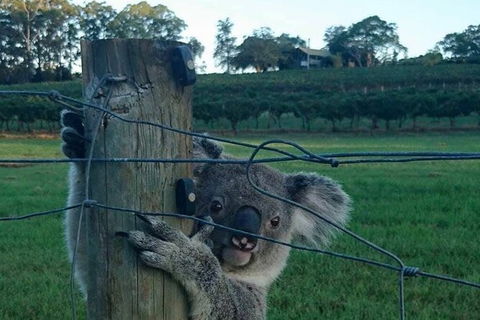 The Secret Vines Experience Port Macquarie - Accommodation in Brisbane 1