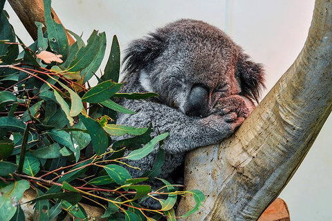 Blue Mountains Highlights, Wildlife Park And Scenic World Full Day Private Tour - Accommodation in Brisbane 1