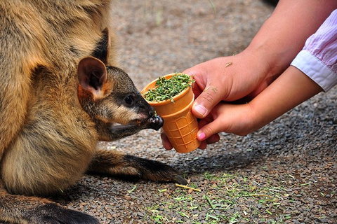 Blue Mountains Highlights, Wildlife Park And Scenic World Full Day Private Tour - Accommodation in Brisbane 3