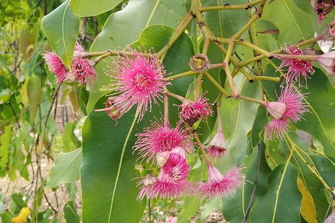 Full-Day Private Guided Tour To Litchfield National Park - Accommodation in Brisbane 5