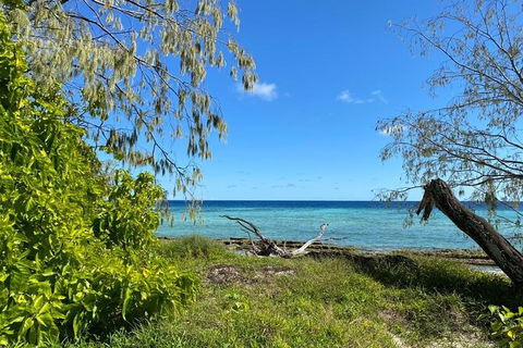 Lady Musgrave Day Trip From Bundaberg Including Snorkeling, Glass Bottom Tour And Guided Island Walk - Accommodation in Brisbane 6