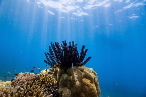 Full-Day Cruise Tour To Frankland Islands Great Barrier Reef - Accommodation in Brisbane 7