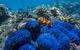 Full-Day Cruise Tour To Frankland Islands Great Barrier Reef - thumb 22