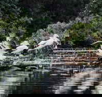 Everglades Eco Safari to Australia's Everglades - Accommodation in Brisbane