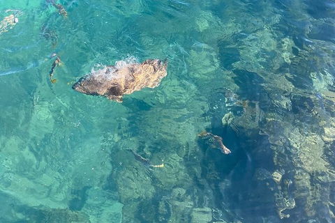 Aquascene Magnetic Island Discovery Tour - Accommodation in Brisbane 6