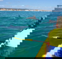 Kayak with Dolphins and 4WD Great Beach Drive Day Trip from Noosa - Accommodation in Brisbane