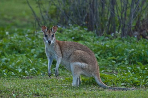 Cairns 4WD Waterfall And Rainforest Tour Including Kuranda Scenic Railway - Accommodation in Brisbane 7