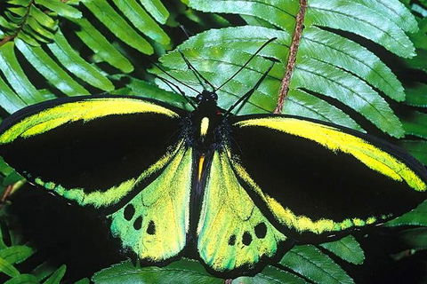 Cairns 4WD Waterfall And Rainforest Tour Including Kuranda Scenic Railway - Accommodation in Brisbane 1