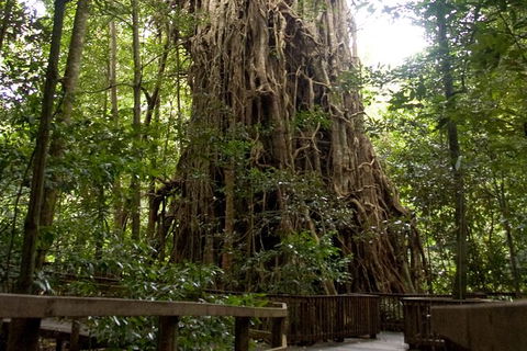 Cairns 4WD Waterfall And Rainforest Tour Including Kuranda Scenic Railway - Accommodation in Brisbane 5