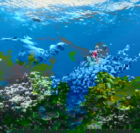 Full Day Snorkel In The Great Barrier Reef - Accommodation in Brisbane