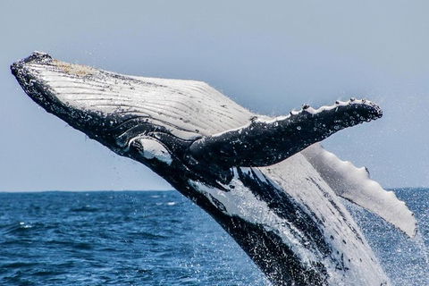 Gold Coast City Card (2 Days): Visit Unlimited Attractions - Accommodation in Brisbane 6