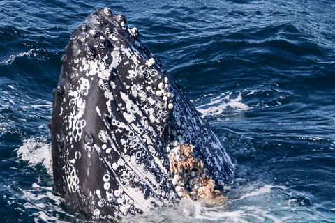 Gold Coast City Card (2 Days): Visit Unlimited Attractions - Accommodation in Brisbane 7