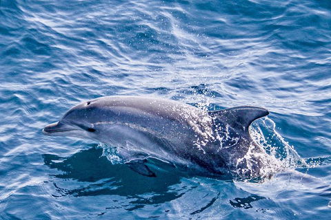 Gold Coast City Card (2 Days): Visit Unlimited Attractions - Accommodation in Brisbane 1