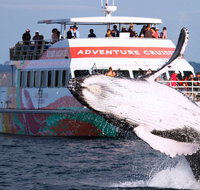 Half-Day Whale Watching in Urangan - Accommodation in Brisbane