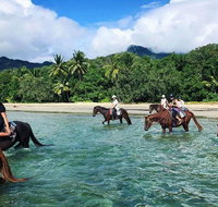 Afternoon Beach Horse Ride in Cape Tribulation - Accommodation in Brisbane