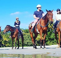 Mid-Morning Beach Horse Ride in Cape Tribulation with Pick Up - Accommodation in Brisbane
