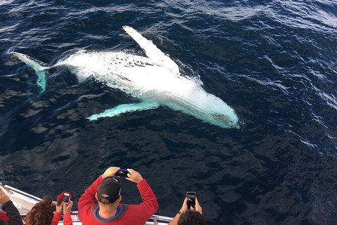 PRIVATE Whale Watching Tour - Up To 11 People In Your Group - Accommodation in Brisbane 1